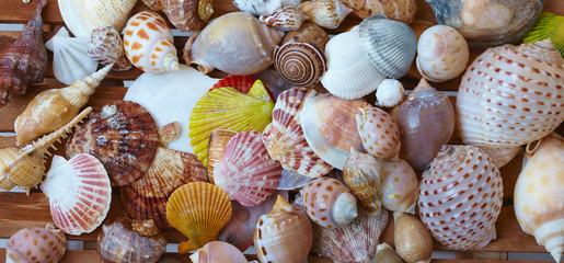 different shells