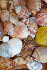 different shells