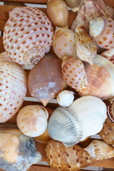 different shells
