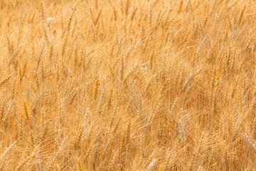Bales in field,soft focus