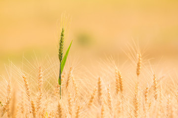 Bales in field