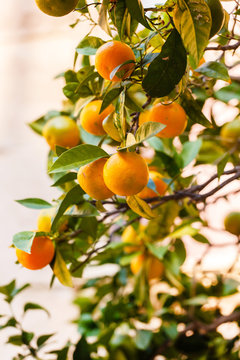 orange tree