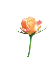 Obraz premium 식물이미지