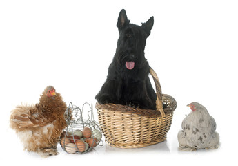 scottish terrier and chicken