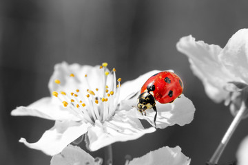 Ladybug on the white flower. black and white picture