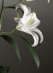 Obraz premium fiori