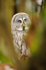 Great grey owl