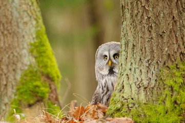 Curious Great grey owl