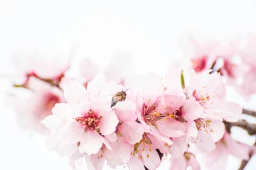 Crédence de cuisine en verre imprimé Fleur de cerisier fleurs d'amandiers et abeille