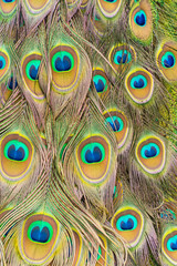 Fototapeta premium Peacock plumage pattern