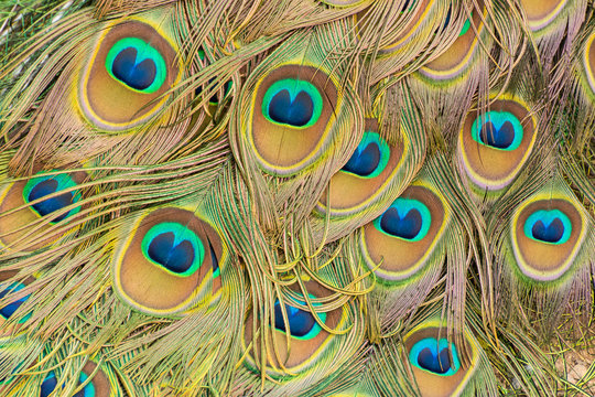 Fototapeta Beautiful peacock plumage pattern