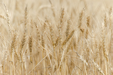 Golden Wheat Field with ripe ears of corn