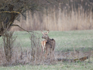 Hind in forest