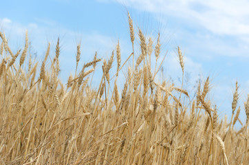 Golden Wheat Field with ripe ears of corn
