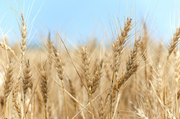 Golden Wheat Field with ripe ears of corn