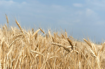 Fototapeta na wymiar Golden Wheat Field with ripe ears of corn