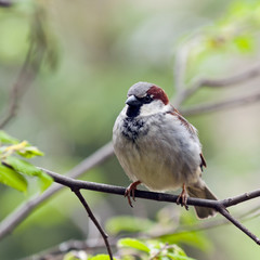 Sparrow