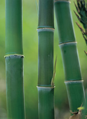 Obraz premium Węzeł bambusa