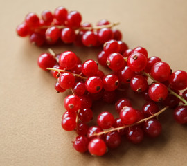 red currant