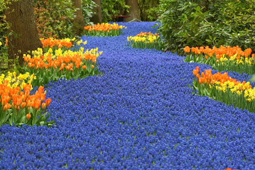 Blue river of muscari flowers
