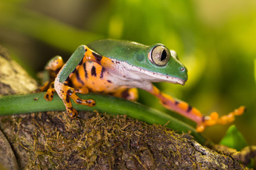 Frosch auf Ast im Dschungel
