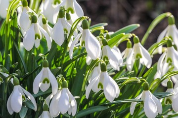 Schneeglöckchen im Frühling