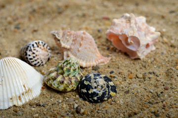 Shells on sand background