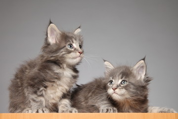 Cute Maine Coon kitten