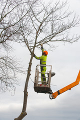 Baum fällen