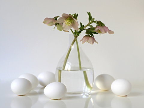 Easter still life with eggs and spring flowers helleborus.