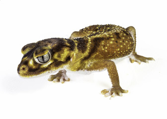 Smooth Knob Tail Gecko
