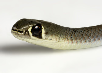 yellow faced whip snake