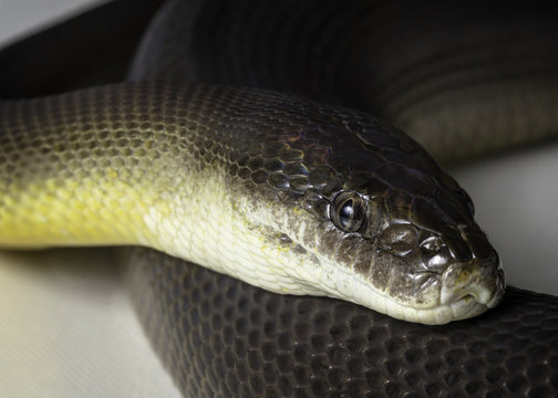 water python