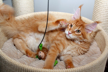 Roter Maine Coon Kater