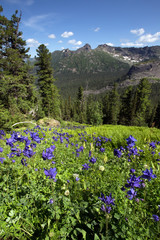 delphinium flower in the mountains