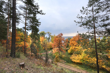 autumn in the mixed forest