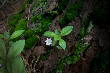 small white forest flower close-up on a background of leaves