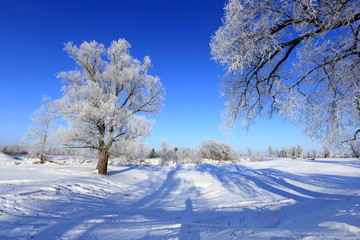 oaks in hoarfrost