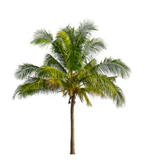 Coconut palm trees isolated on a white background