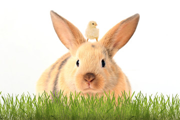 rabbit and chicken