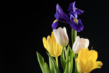 Tulips and irises