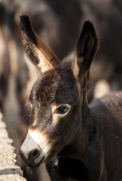 brown donkey with big ears