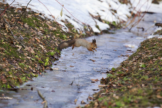 Squirrel Jumps Over A Stream.