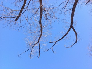 ветви деревьев на фоне неба