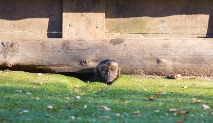 Funny little Capuchin monkey sticks his head under a log (Cebus
