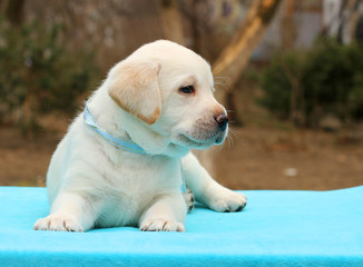 labrador puppy on a blue background