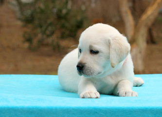 a labrador puppy on a blue background