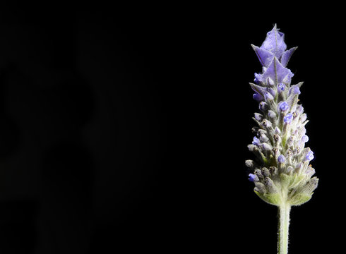 FLOR