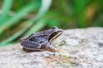 Frog on rock