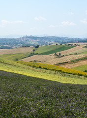 Summer landscape in Marches (Italy)